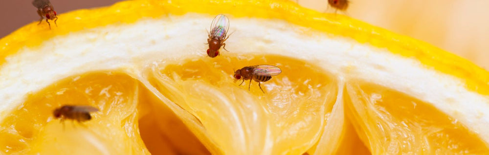 The sweet escape: How Dr. Killigan's Fruit Fly Trap revolutionizes pest control