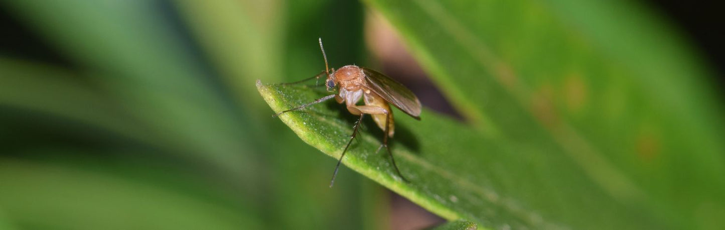 Why do I have gnats in my plants?