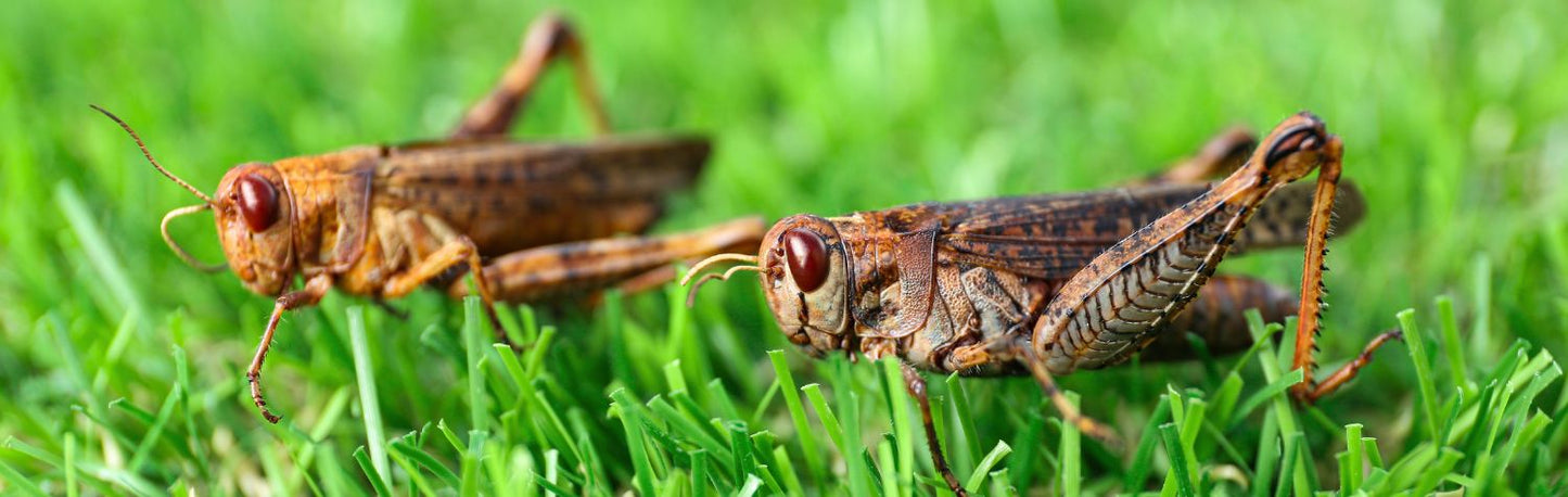 Are Insects Reproducing at a Faster Rate?