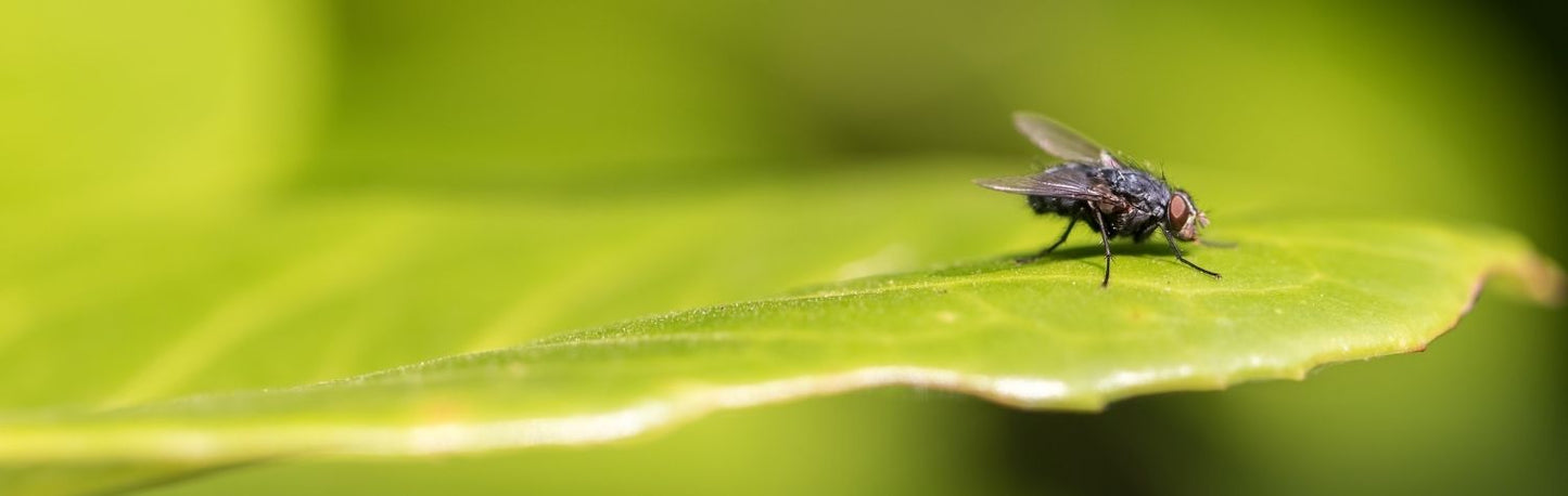 5 Common Species of Flies