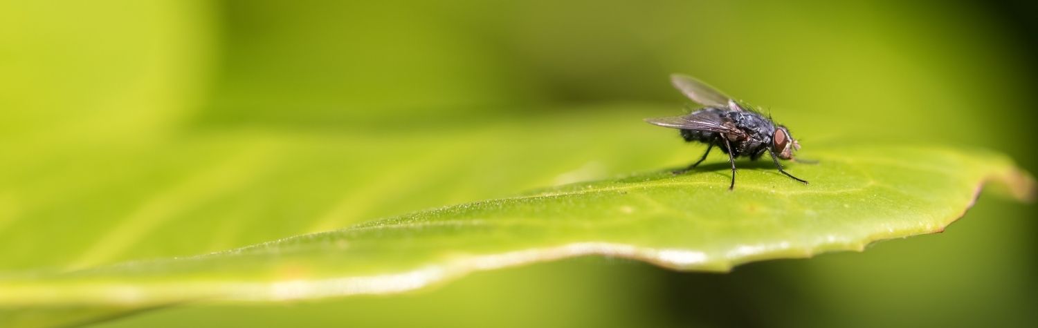 5 common species of flies