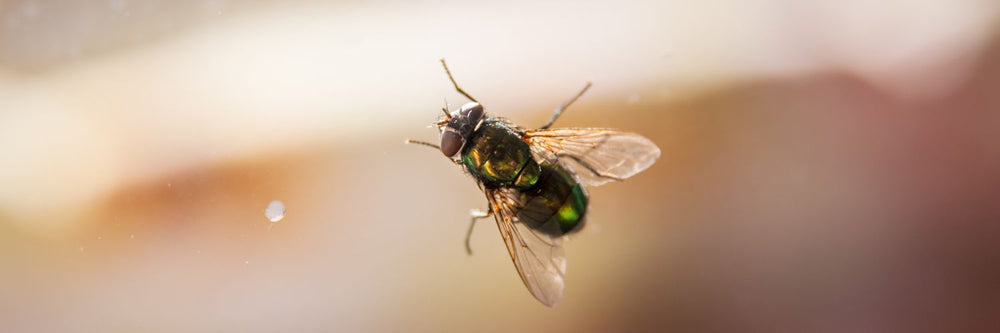 4 natural ways to deter flies