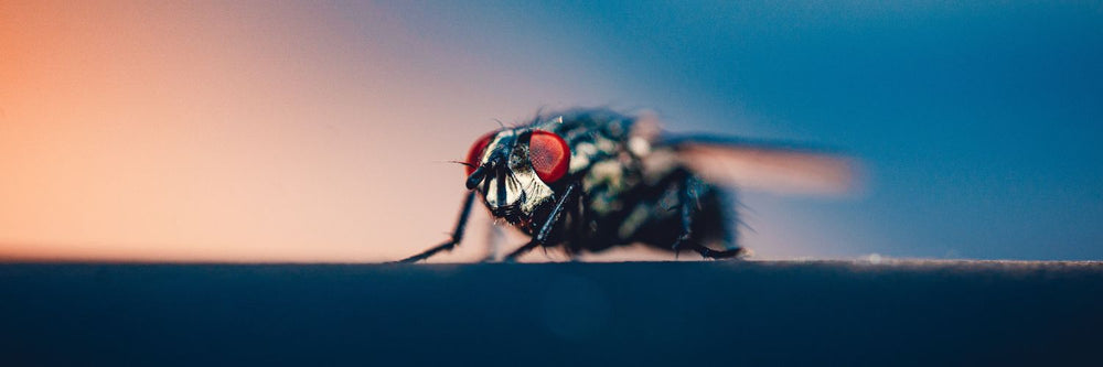 How long do flies live?