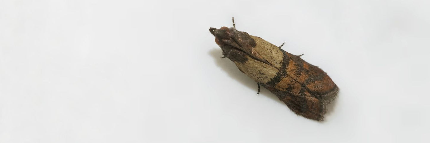 How long does it take to get rid of pantry moths? 