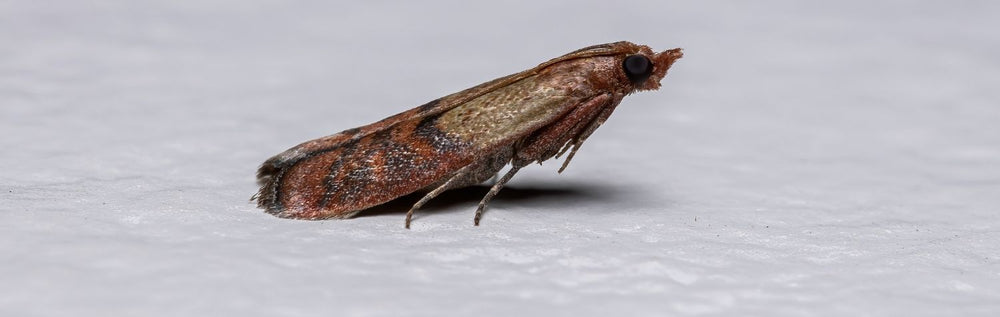 How to Get Rid of and Prevent Pantry Moths