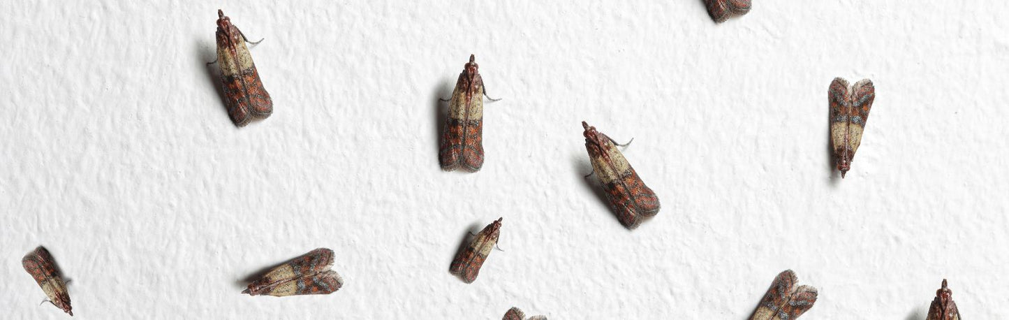 What do pantry moths eat?