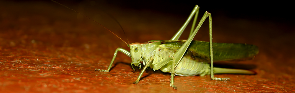 What insects make noise at night?
