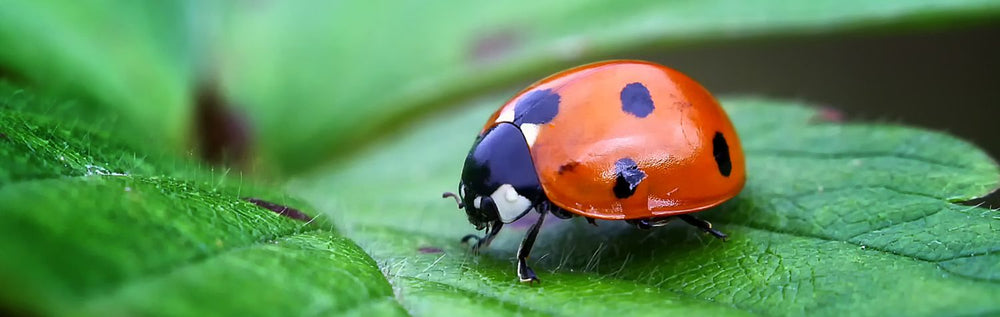 The truth about ladybugs and what they eat