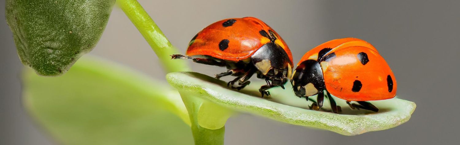 Asian lady beetle vs. ladybug
