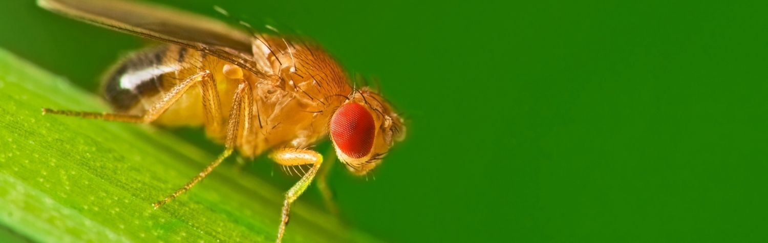 Will a fruit fly population eventually die off?