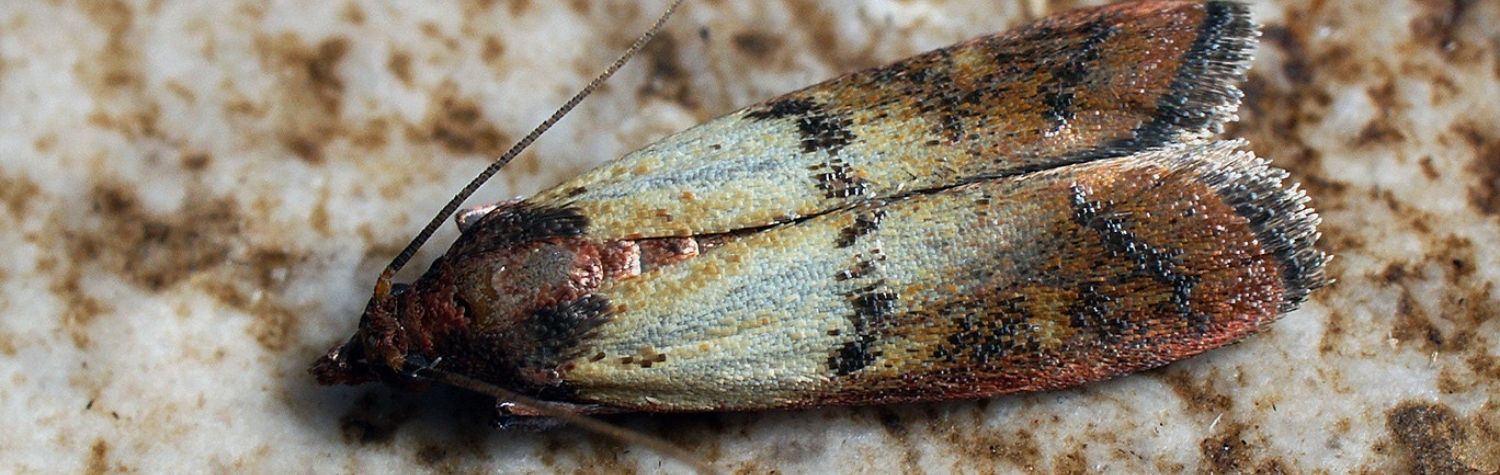 Do pantry moths carry diseases?