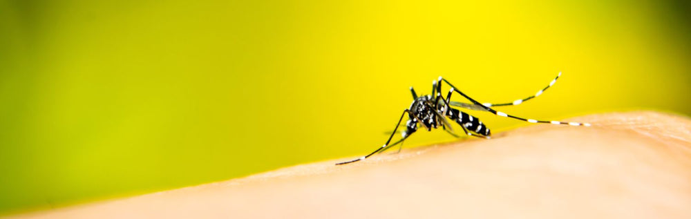 Mosquitoes, their bites and the diseases they carry