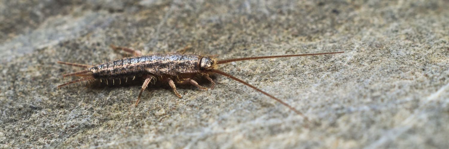 Identifying silverfish, earwigs, bristletails, firebrats and booklice