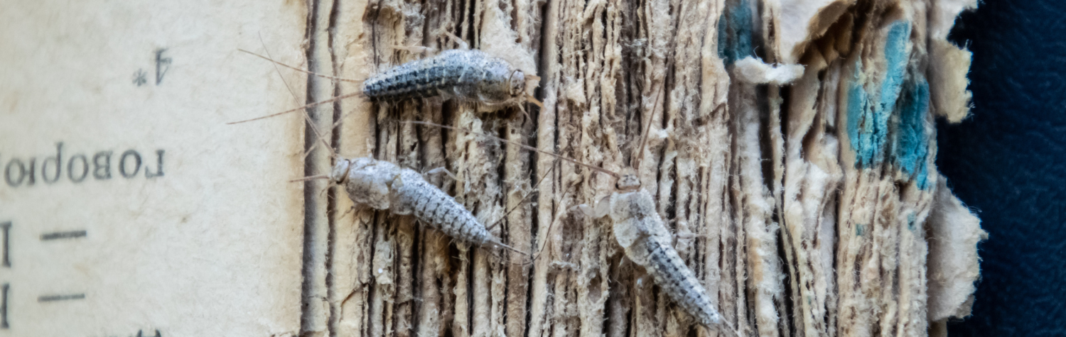 Silverfish in Bathrooms and Closets: What Attracts Them—and How to Prevent Them Long-Term