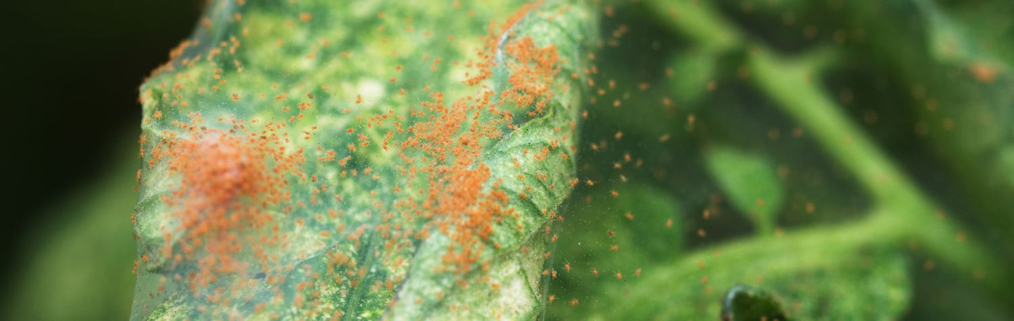 How to get rid of spider mites on plants