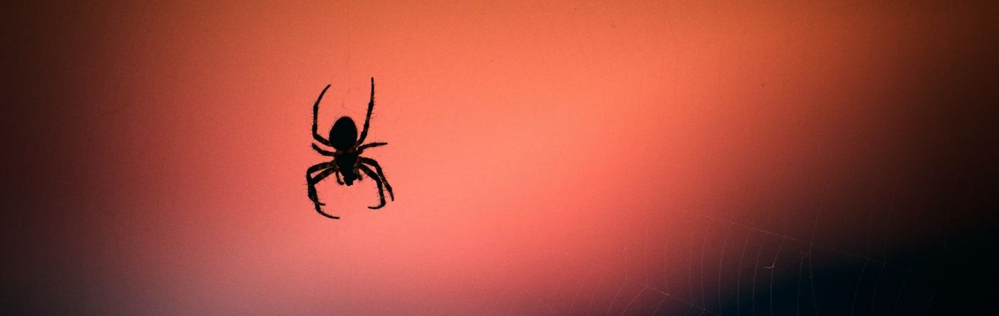 Finding the Best Non-Toxic Spider Spray for My Home