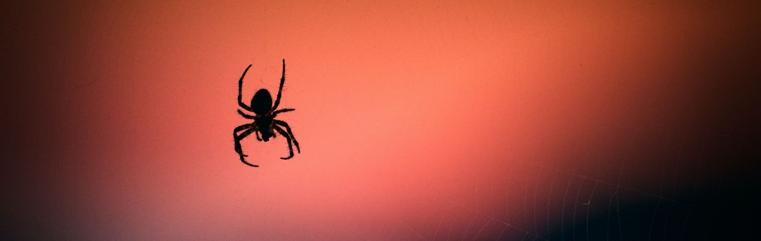 Finding the best spider spray for my home
