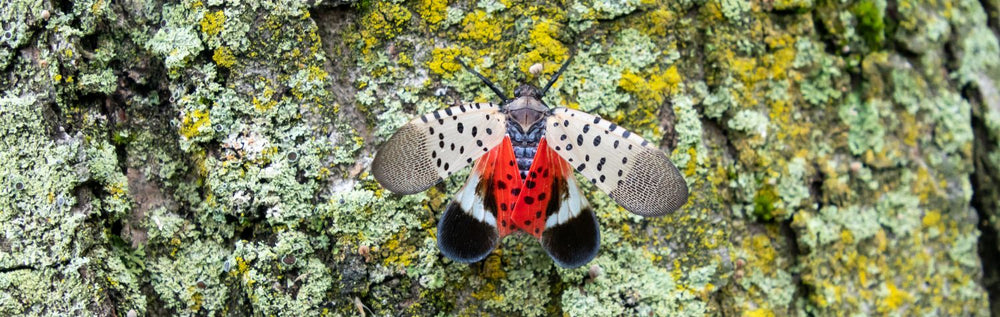 How to get rid of spotted lanternflies