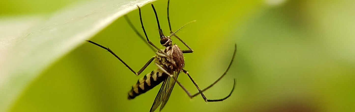 Unseen invaders: The global threat of invasive mosquitoes