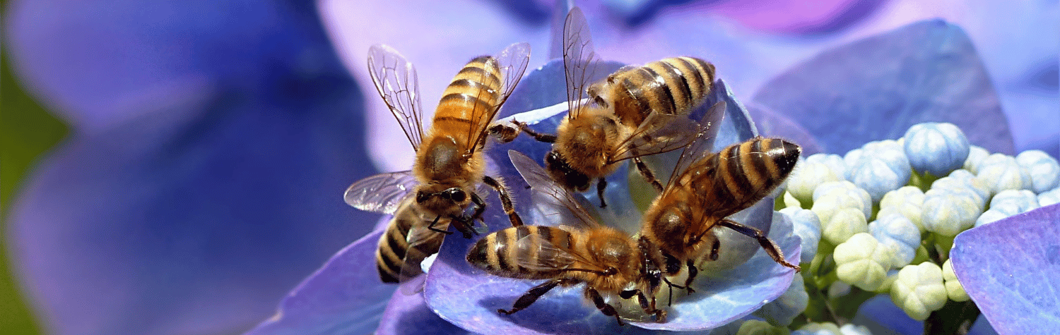 swarm of bees on a flower