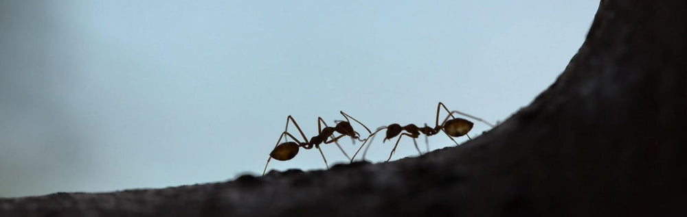 How To Get Rid Of Ants - Dr. Killigan's