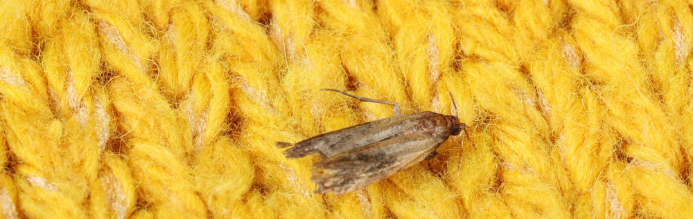 use-clothing-moth-traps-to-get-rid-of-clothing-moths