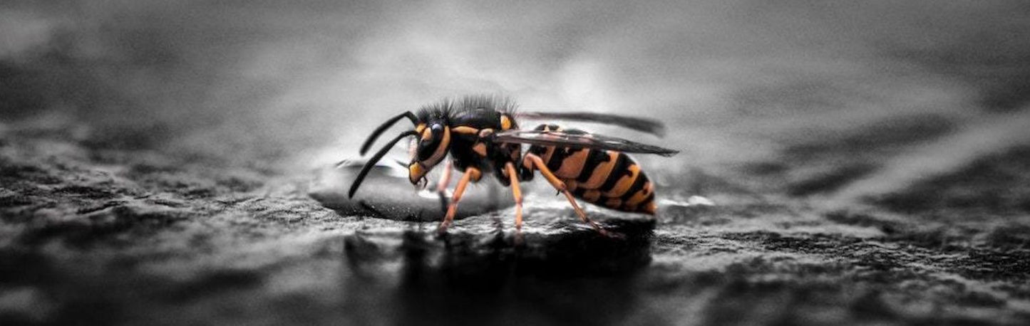 How to Get Rid of Wasps - Dr. Killigan's