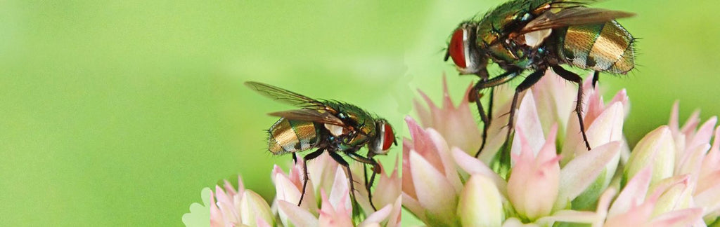 does tobacco attract flies What attracts flies? Best colors & traps for indoors