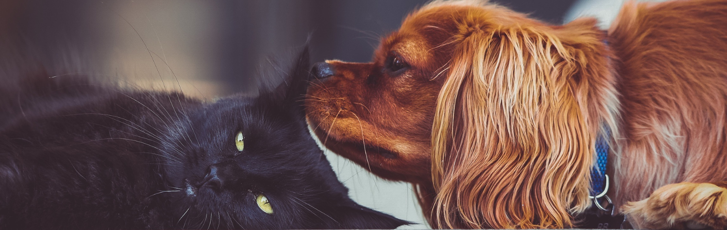 What cats, dogs and clothing moths have in common