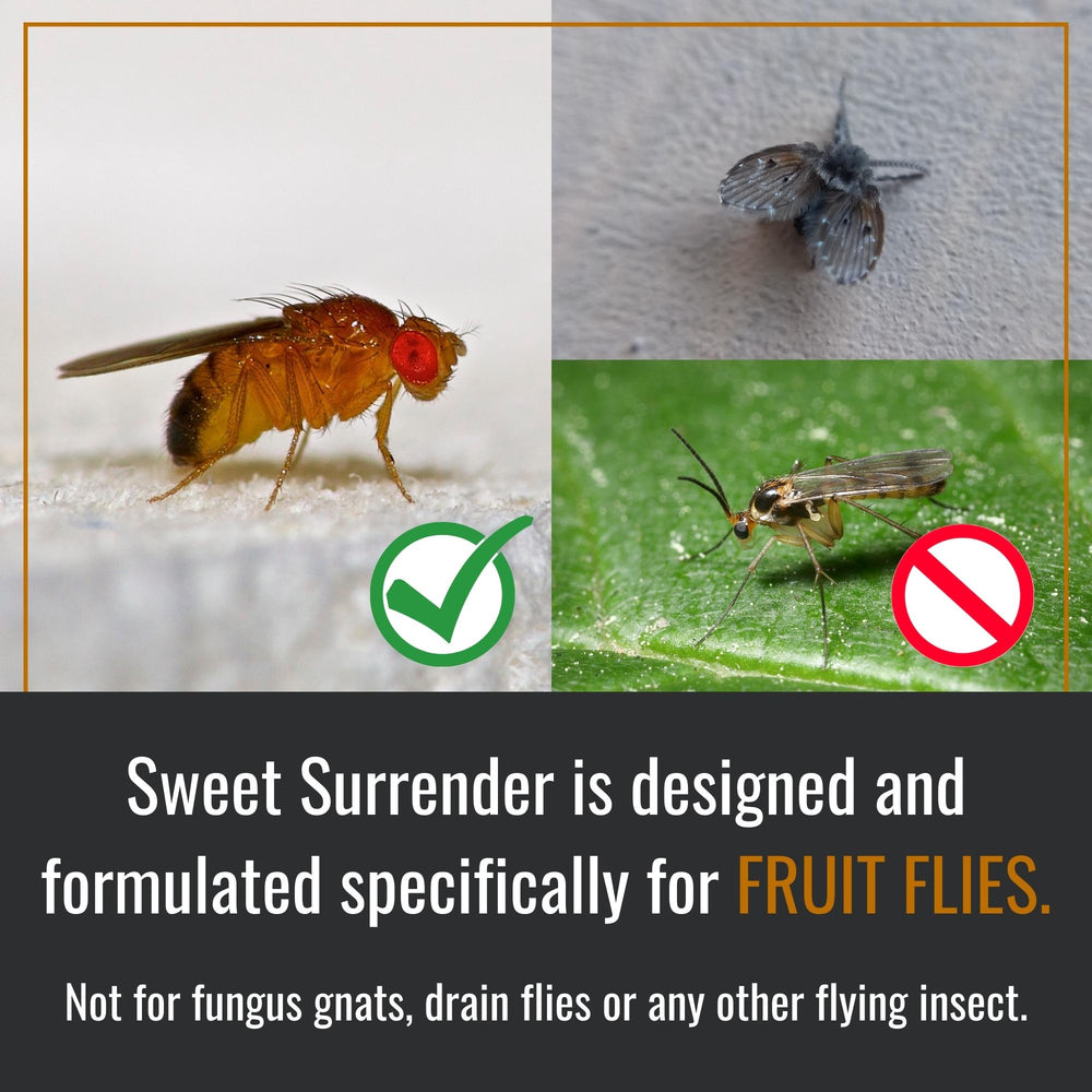 Dr. Killigan's Sweet Surrender Fruit Fly Lure | Attractant and Bait for Fruit Flies in Home & Kitchen | Natural Remedy for Indoors and Outdoors 