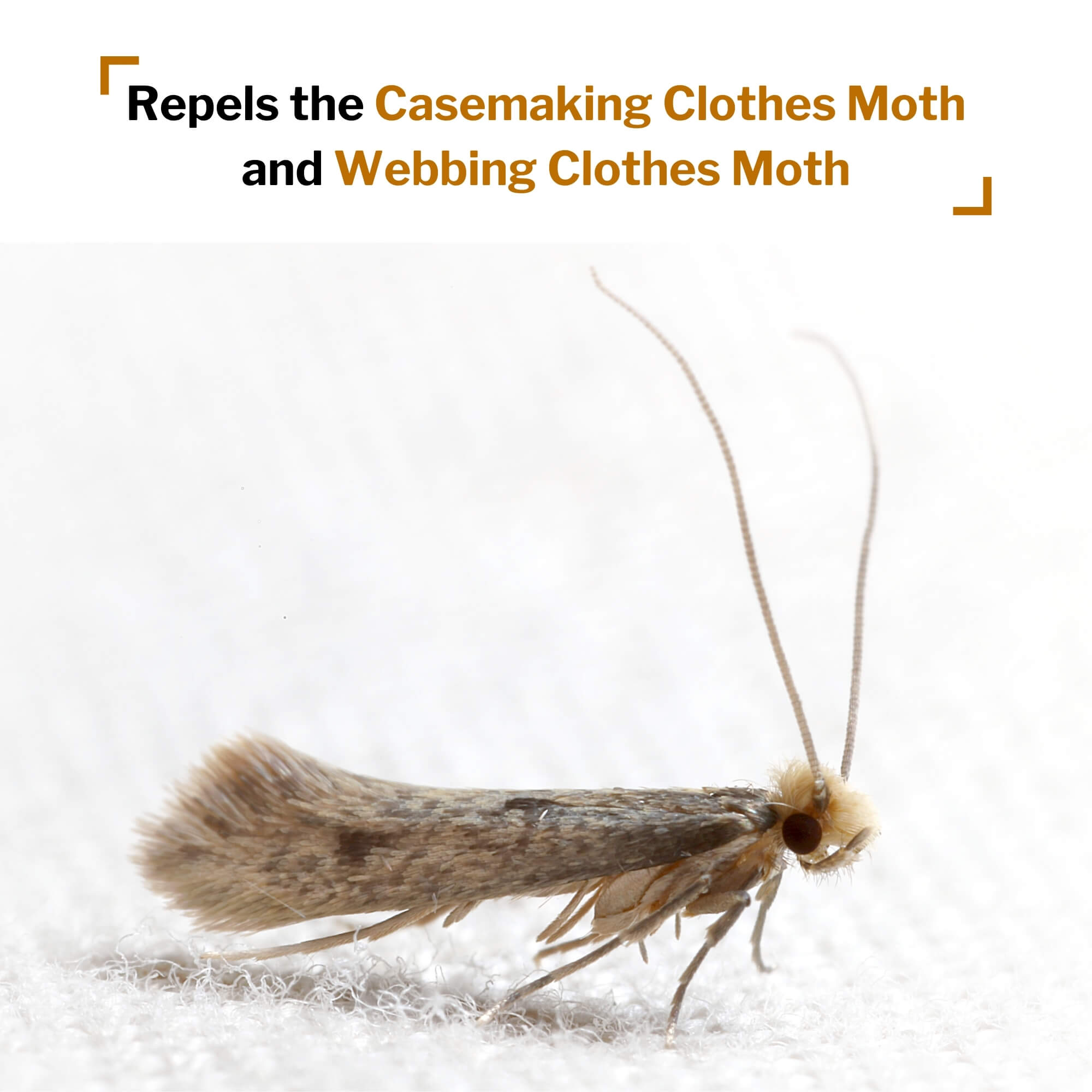 Cedar Planks Clothes Moth Repellent
