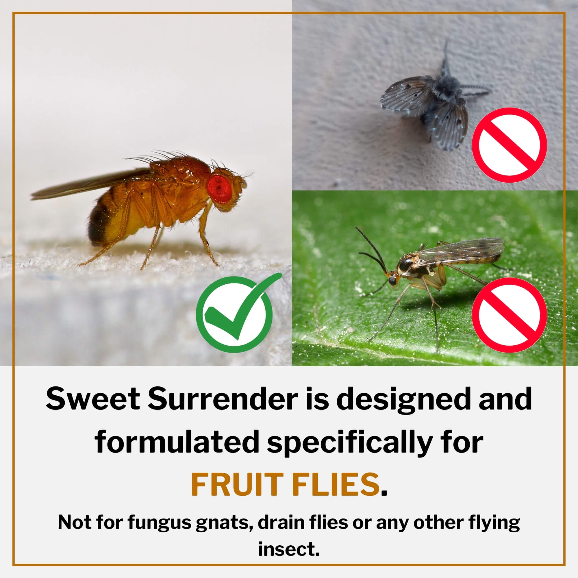 Sweet Surrender Fruit Fly Trap