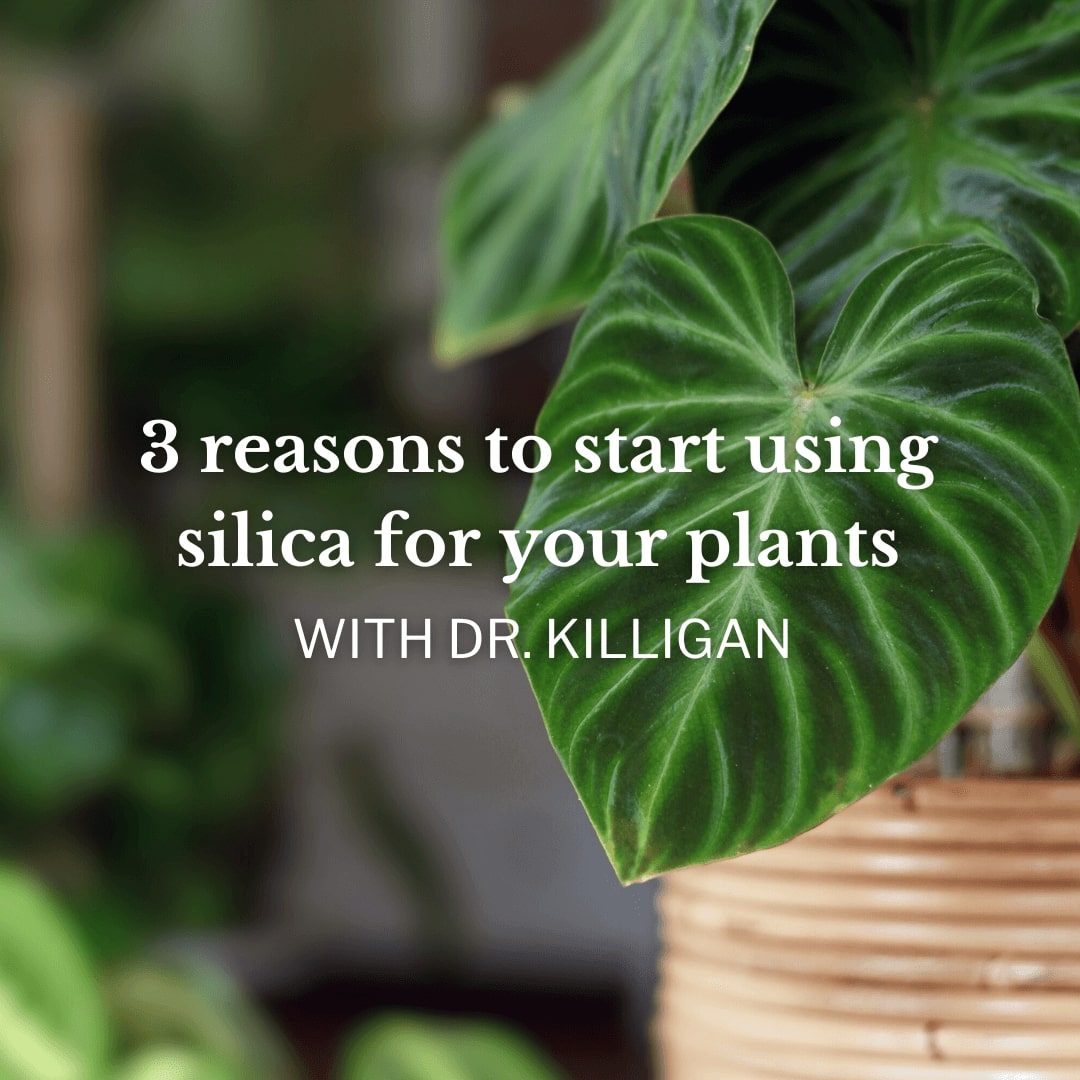 white text with green plants in the background